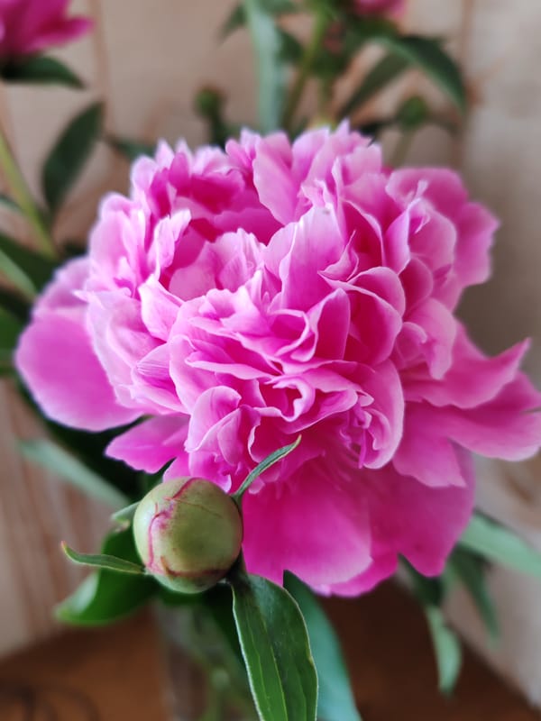 Peonies and crystal candle holders on a wooden surface