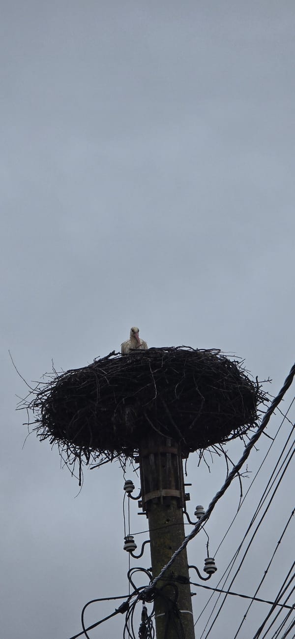 Stork nest spotted on utility pole in Bulgarian village