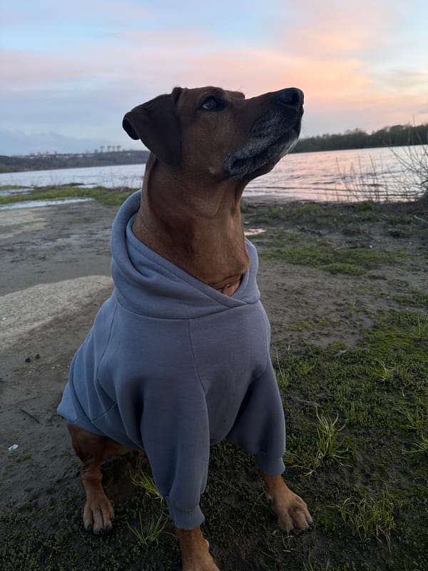 Hooded dog photographed repeatedly by Nizhny Novgorod riverside at sunset