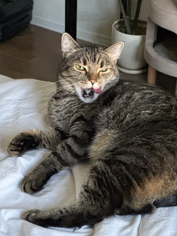 Moscow cats enjoy quiet morning moments at home