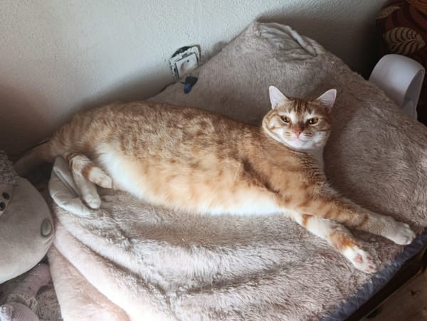 Orange tabby cat at home, plus a husky and outdoor scenes