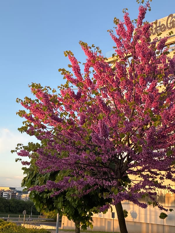Spring evening moments captured across Sofia streets and gardens