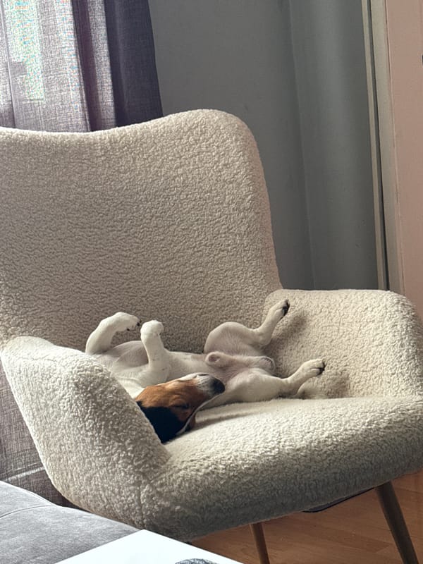 Dog spotted relaxing upside-down in bed in Sofia