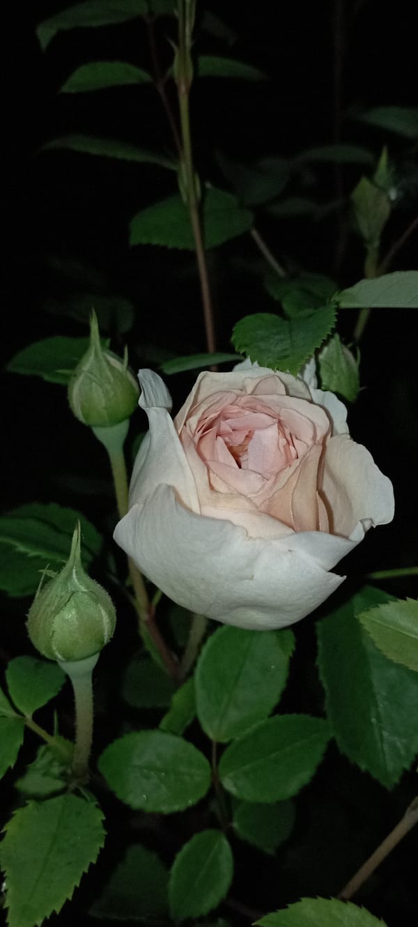 Night macro shoot of roses and orchids in Radisne, Ukraine