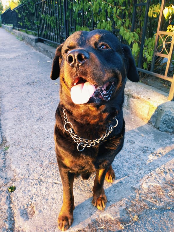 Rottweiler and garden flowers on a Horishni Plavni evening