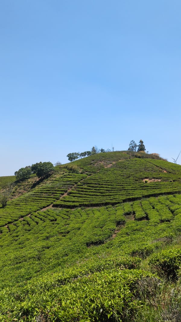 Tea plantations documented in Trường Thọ, Vietnam