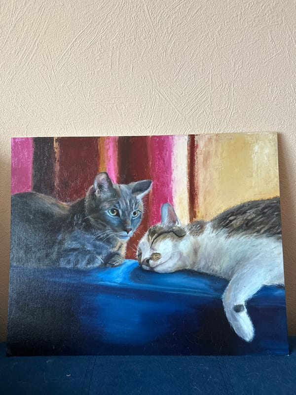 Domestic cats spotted in early morning Krasnoyarsk homes