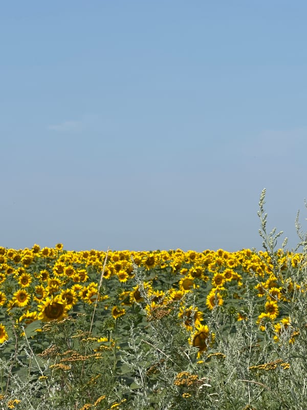Sunflowers and dirt roads in the Moldovan countryside