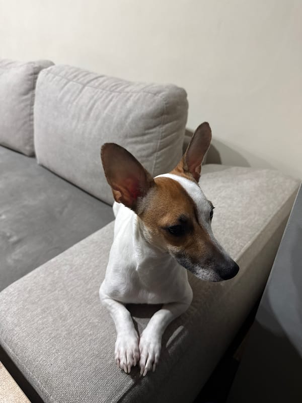 Jack Russell Terrier rests on couch in Burgas home