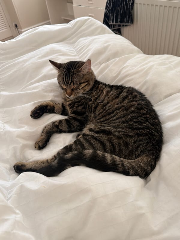 Two cats rest peacefully on bed in Folkestone home