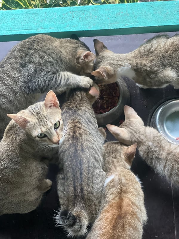 Tabby cats crowd around food bowls in General Luna