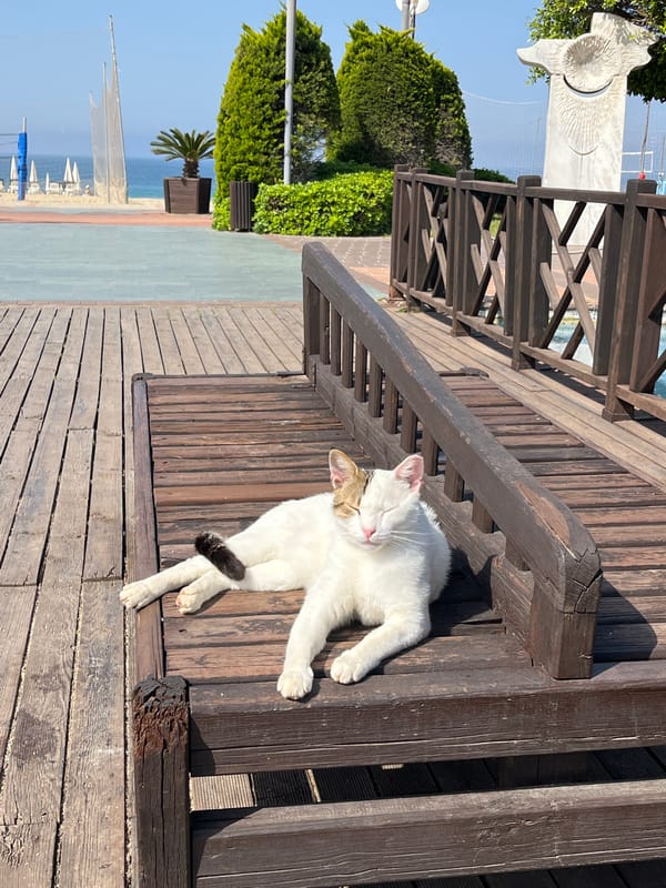 Cats gather for morning meal, rest on Alanya boardwalk