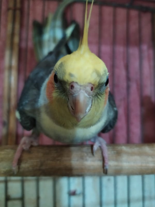 Cockatiel in a cage, multiple angles, Bilajari