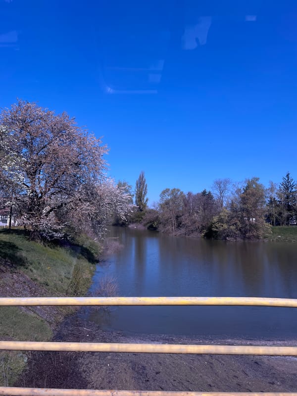 Spring blossoms frame Bosut River view from Serbian bridge