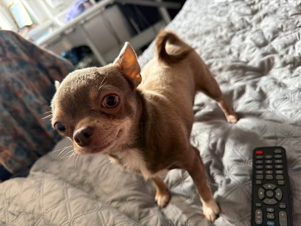 Brown chihuahua spotted on bedspread in Saint Petersburg apartment