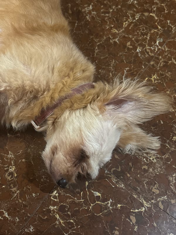 Golden dog napping on marbled tile floor in Davao City