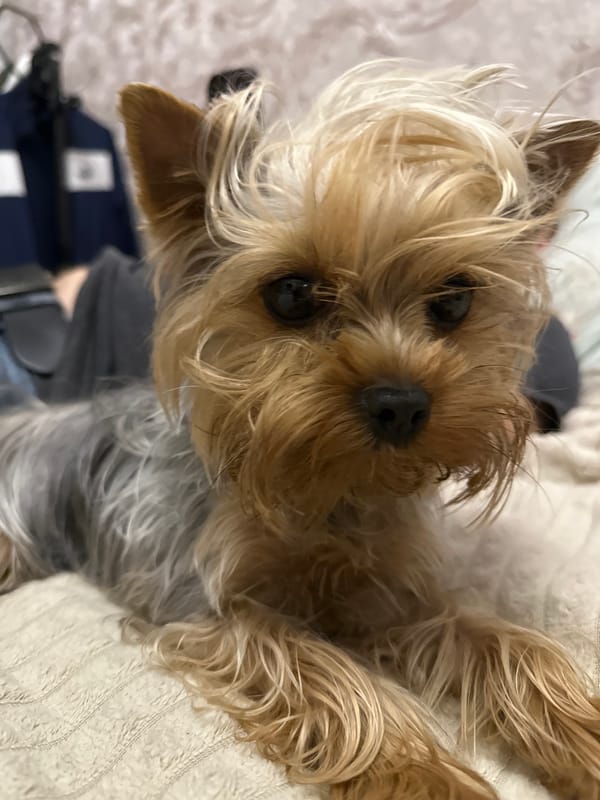 Yorkshire Terrier enjoys quiet evening at home in Russia