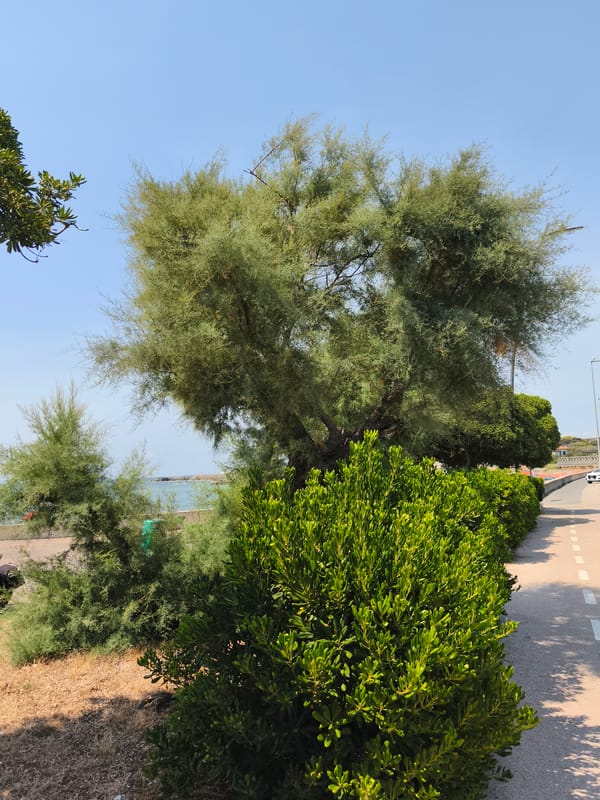 Livorno's coastal greenery and pebble beach on a summer afternoon