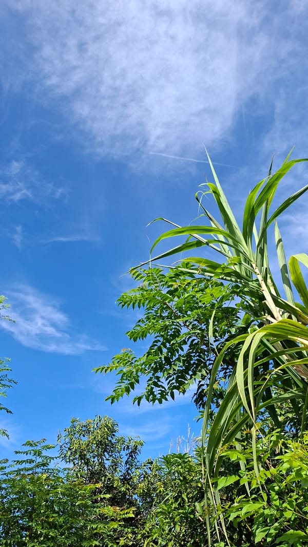 Avocados, tropical greenery, and a fly in Kutaglumpang