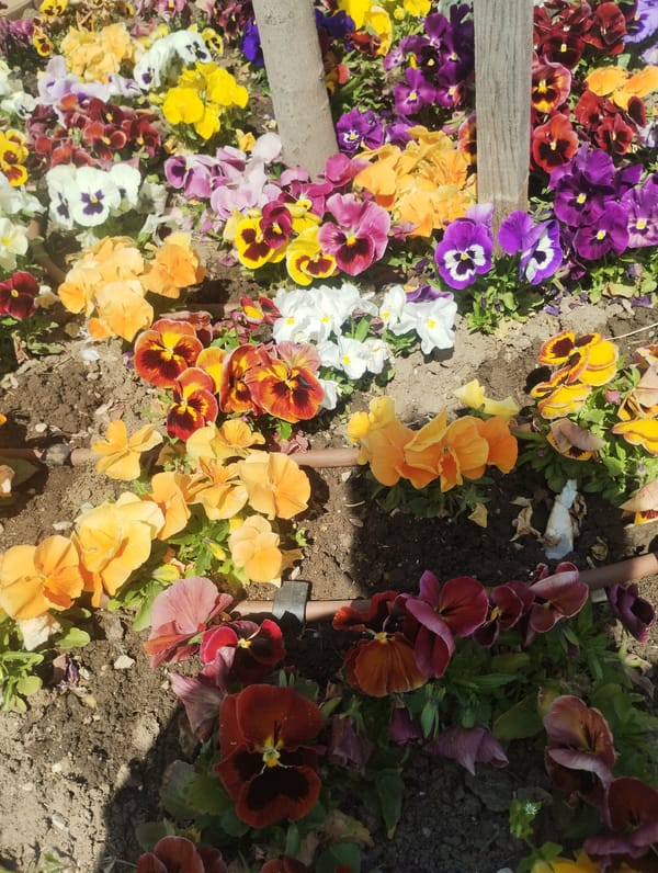 Spring flowers bloom in Knezha Bulgaria public square