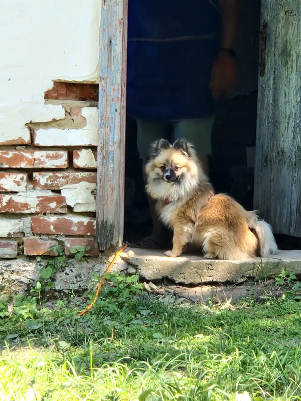 Two animals, two doorways, one old building in Kalynove