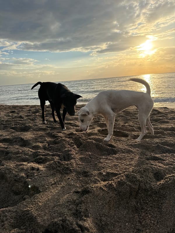 Dogs and people on a black sand beach at Abang sunset