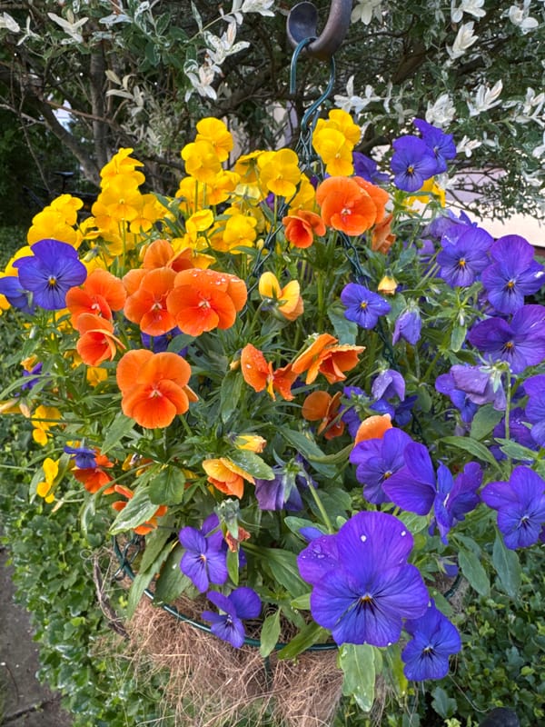 Post-rain afternoon in a Carnikava garden, dogs and flowers.