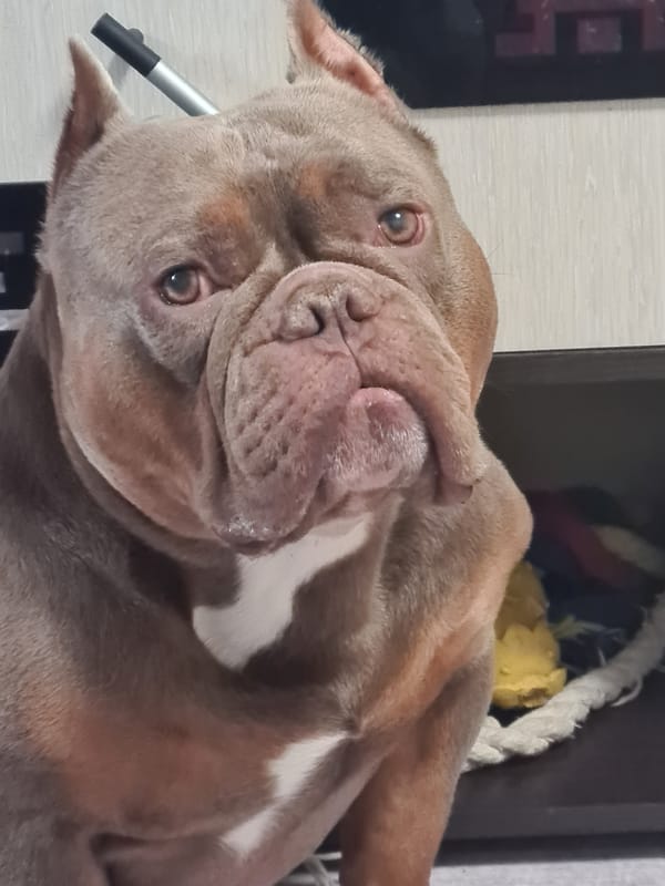 Bulldog chilling at home in various moods and poses