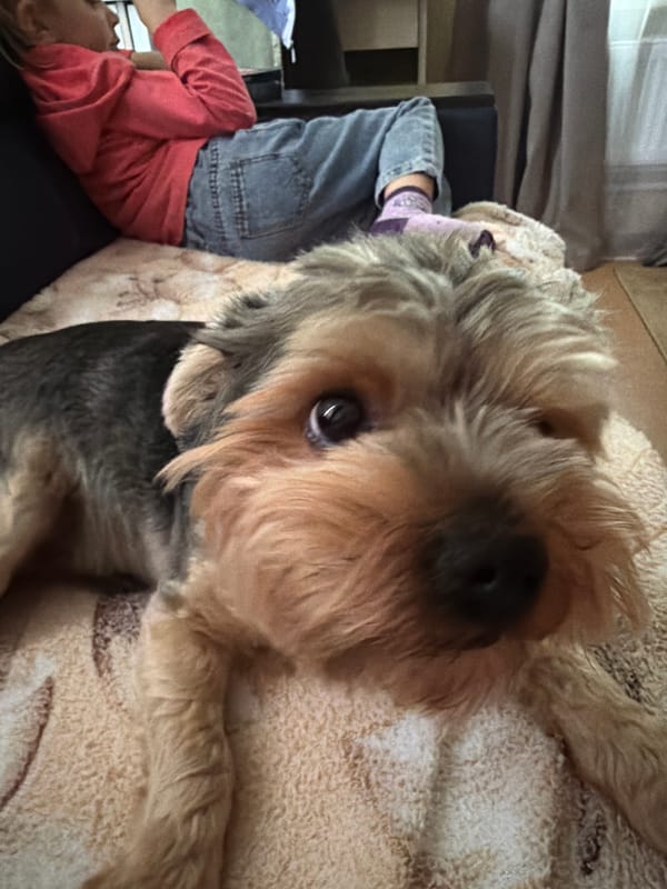 Yorkshire Terrier gets cozy home attention in Tambov