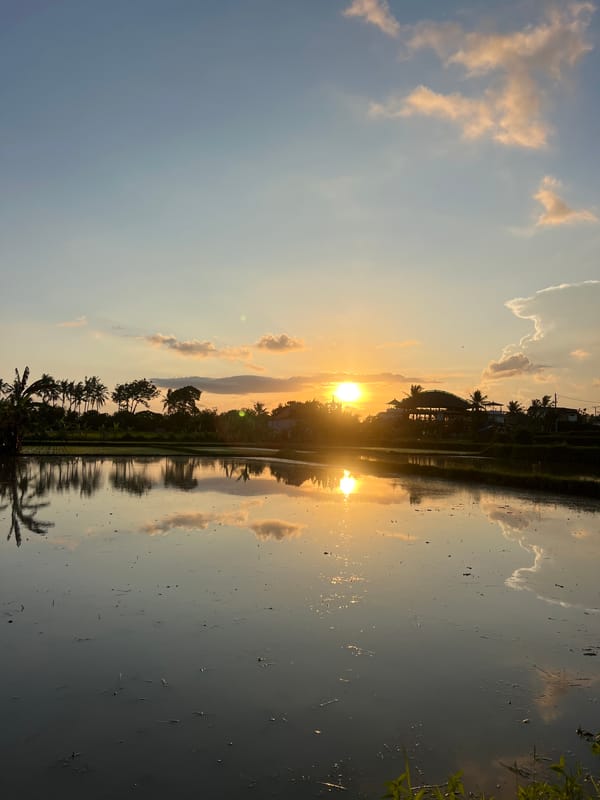 Sunrise captured over rice paddies in Sukawati, Indonesia