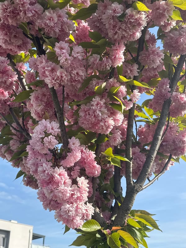 Cherry blossoms bloom in Zagreb, Croatia spring morning