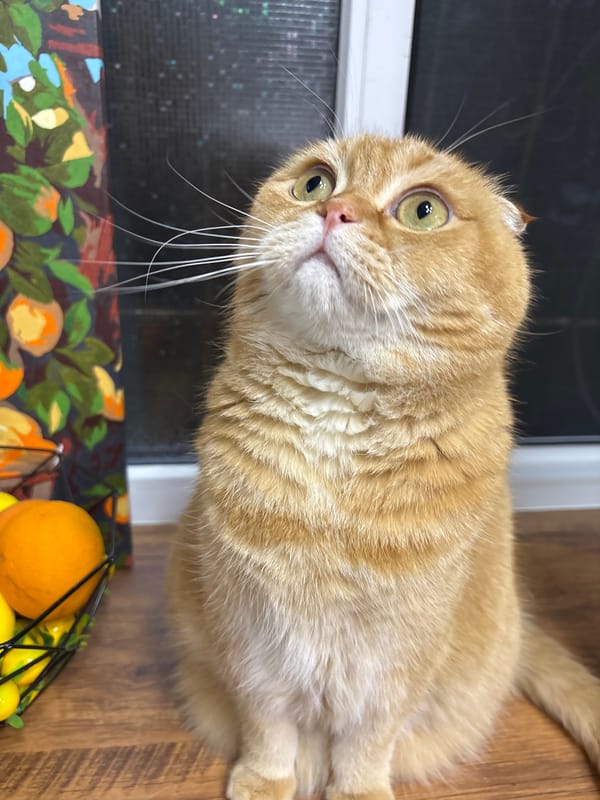 Scottish Fold cat at home, fruit basket, window views