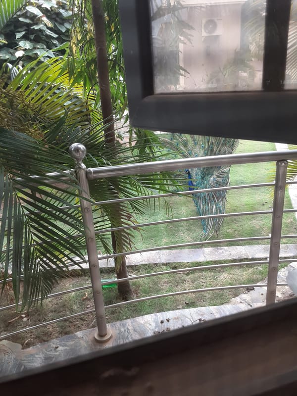 Peacock displays tail feathers in Nigerian garden setting