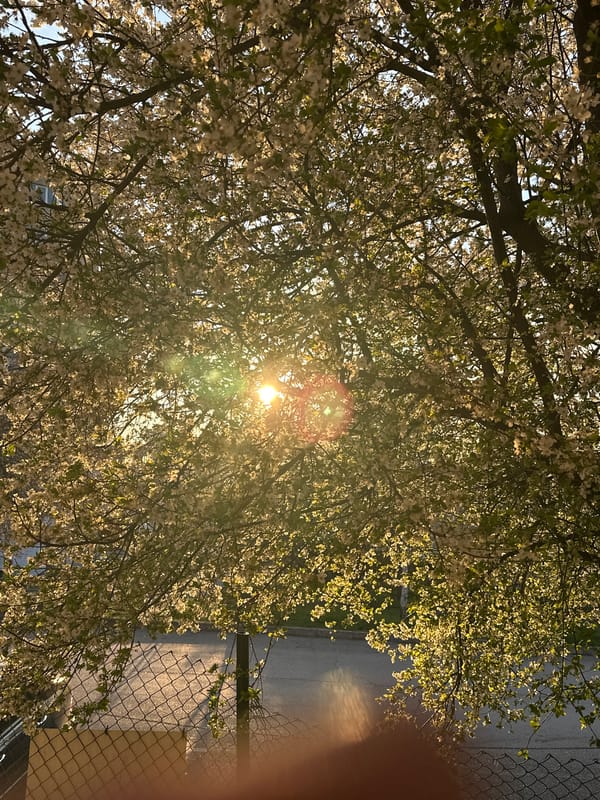 Spring afternoon documented across Targovishte cafes and public spaces
