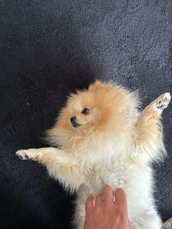 Small dog rests on back in German town
