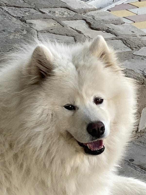 Samoyed takes a breather on paved ground
