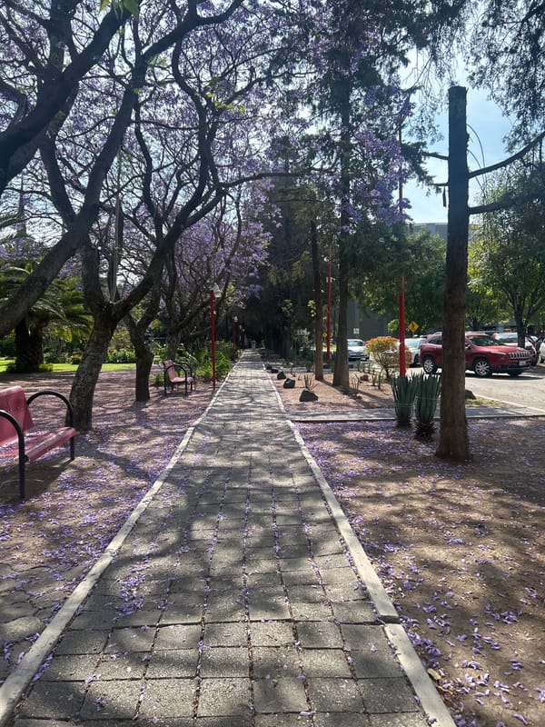 Urban jacaranda bloom documented across city walkways and parks