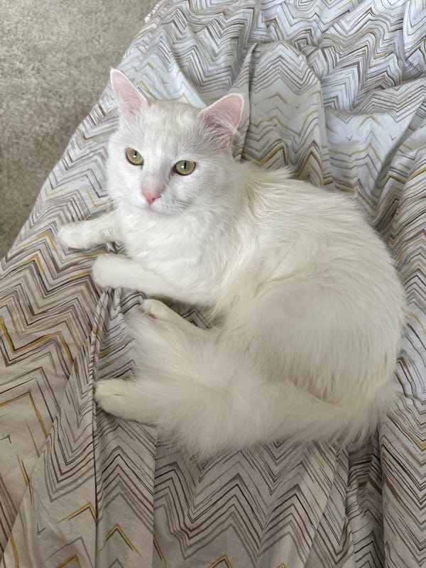White cat observed in Sofia home with resident