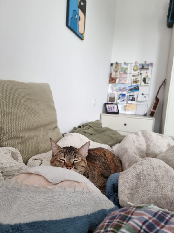 Tabby cat sleeps peacefully in Ramat Gan apartment