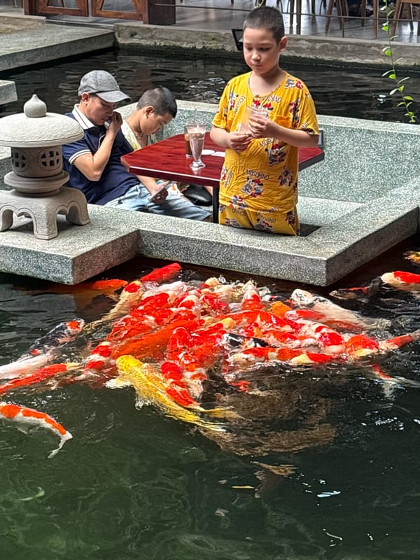 Koi pond at a Đà Nẵng café pulls in curious visitors