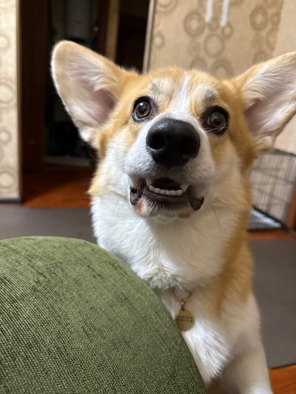 Corgi photographed on green furniture in Borzya, Russia