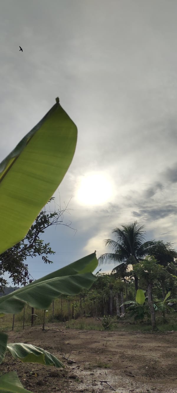 Rural Lhokseumawe: crops, canopy light, and a winding dirt path