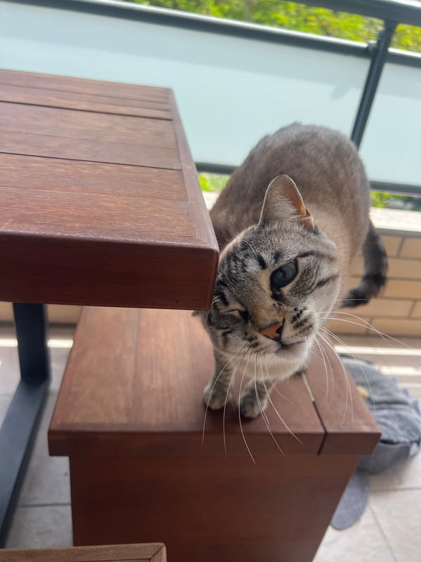 Quiet afternoon moments with pets captured in Salou home