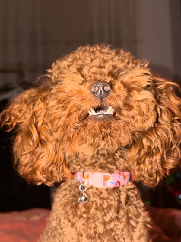 Brown poodle receives gentle petting on bed in Sofia