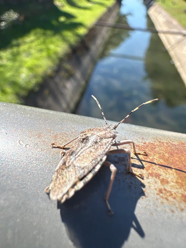 Shield bug and canal debris observed in Bar, Montenegro