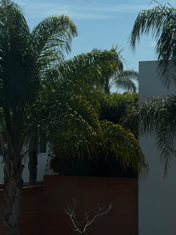 Everyday scenes documented in Puebla: palm trees and clothing storage