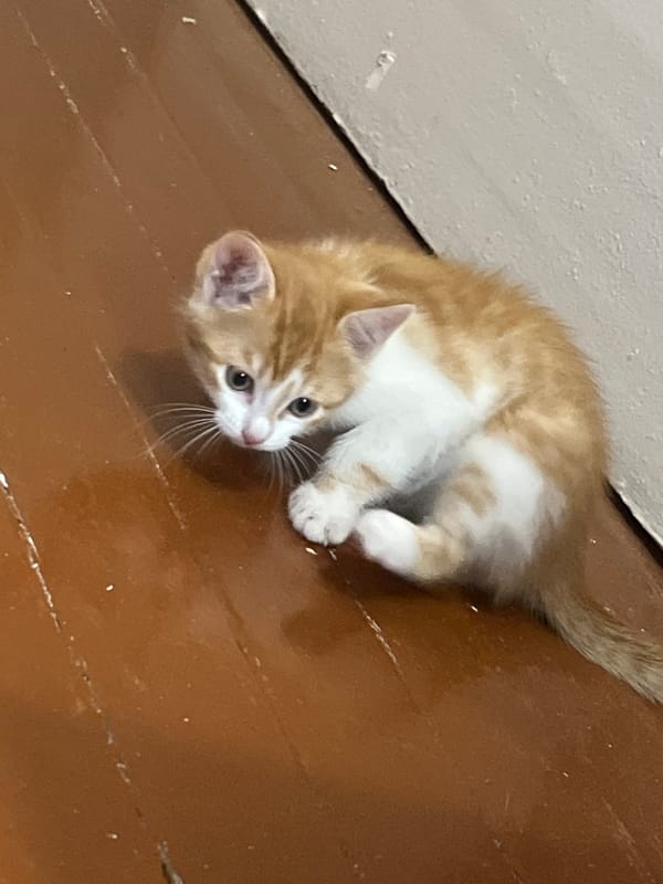 A lazy afternoon at home and around Svietlahorsk with a kitten