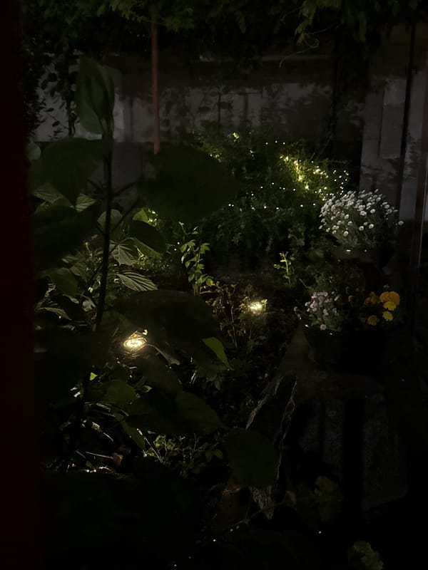 Evening garden lights and cartoon vending machine spotted in Plovdiv