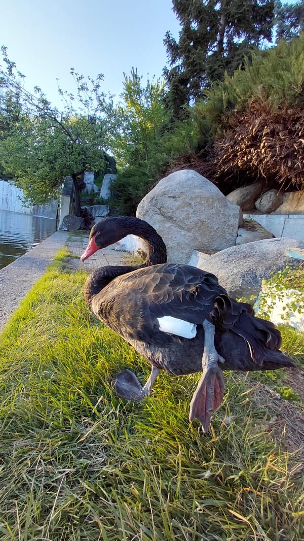 Black swan with red beak observed at pond