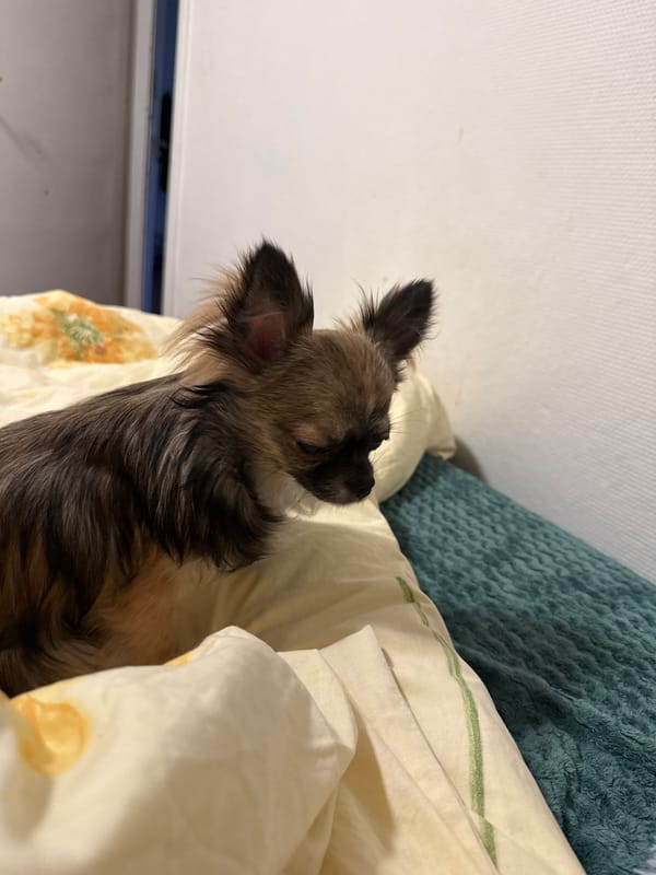 Chihuahua mix dozing on a floral duvet in Oslo